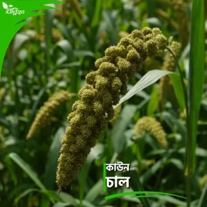 কাউন চাল | Kaun Rice