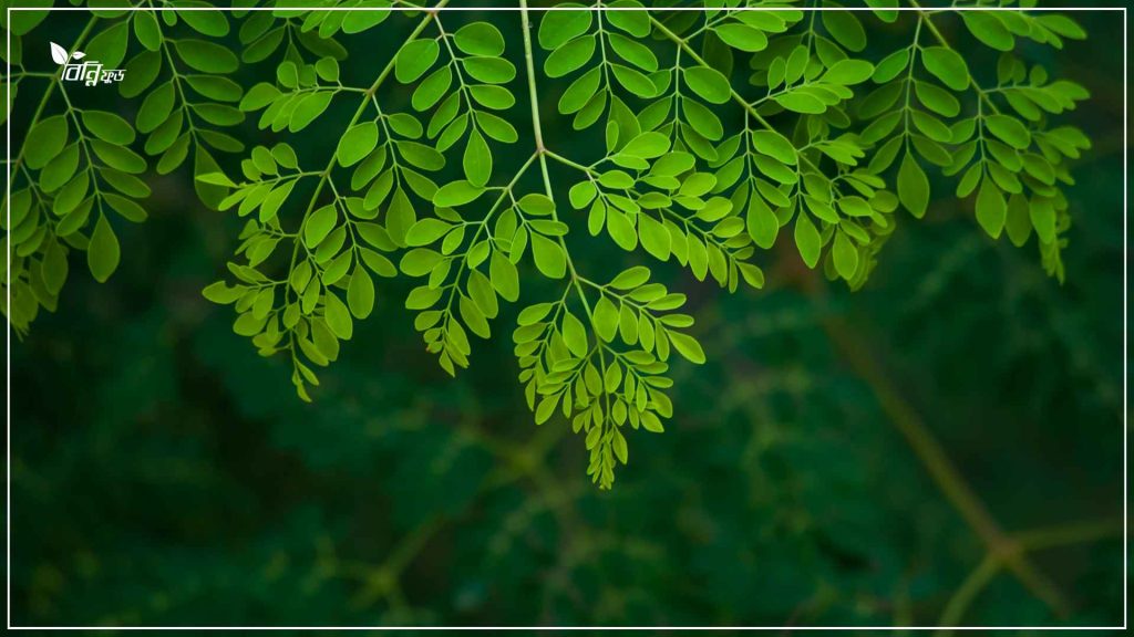 সজনে পাতা গুড়া খাওয়ার উপকারিতা
