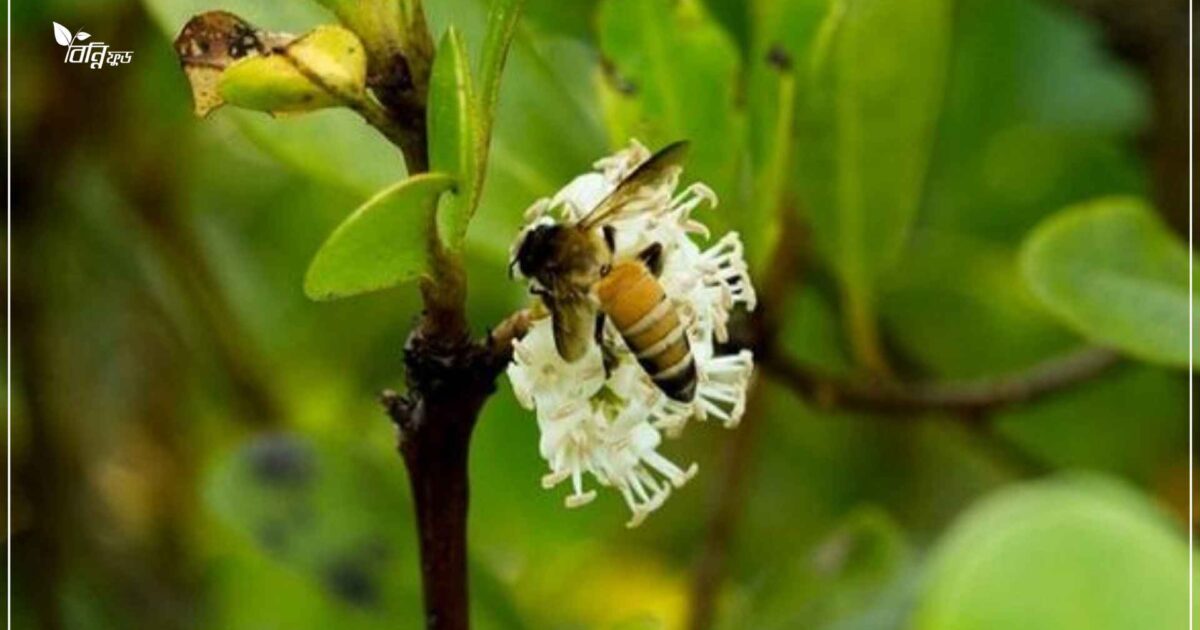 খলিশা ফুলের মধু চেনার উপায়, উপকারিতা ও কিভাবে খাবেন?