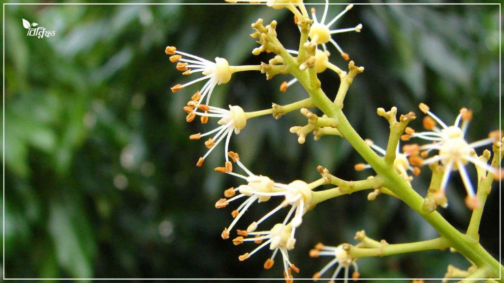 লিচু ফুলের মধু চেনার উপায় 