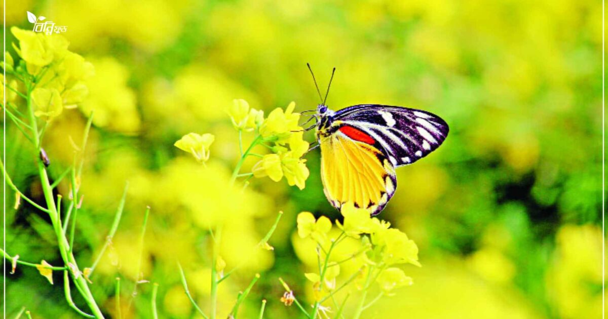 সরিষা ফুলের মধু খাওয়ার নিয়ম, উপকারিতা এবং এই মধু চেনার উপায়?
