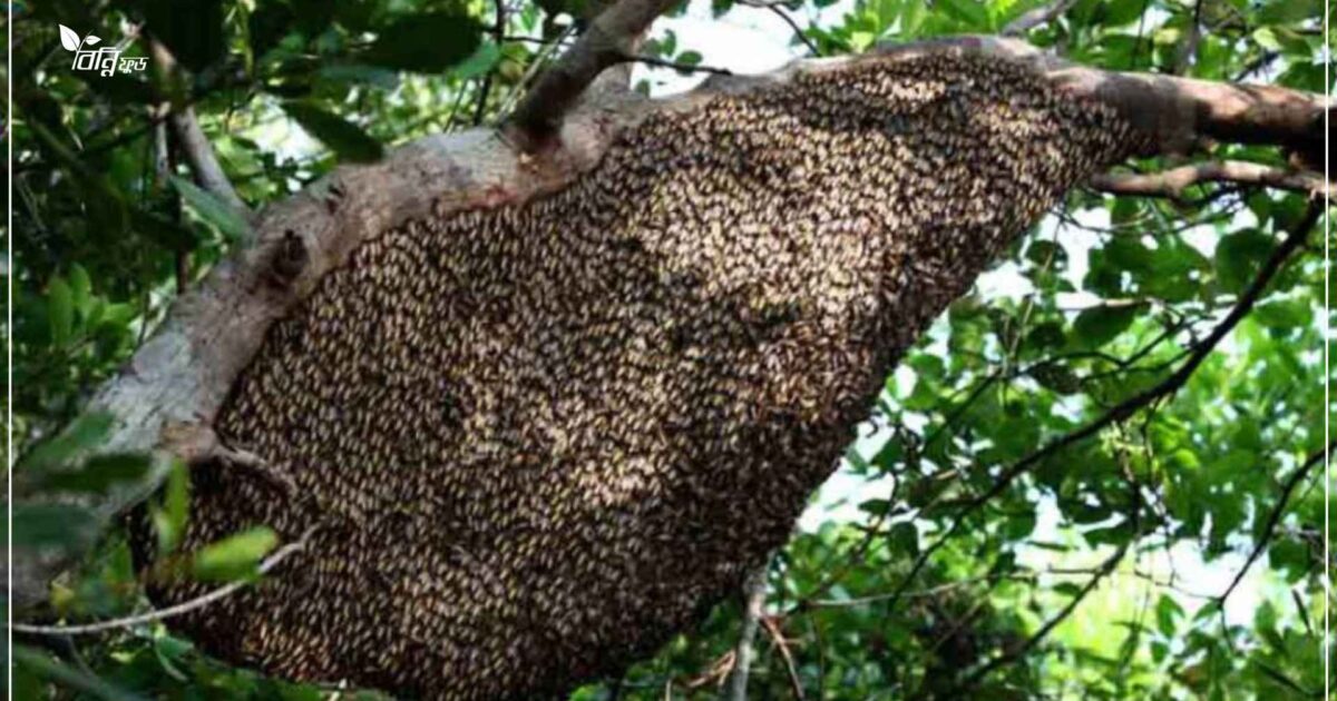 সুন্দরবনের মধুর উপকারিতা, বৈশিষ্ট্য এবং কিভাবে সংগ্রহ করে?