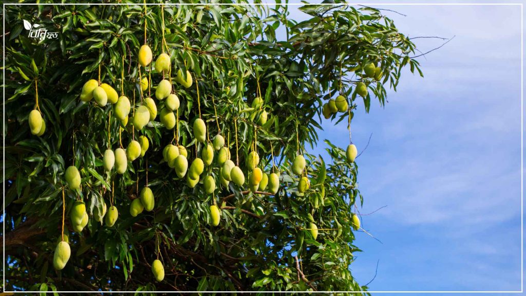 ঠাকুরগাঁওয়ের সূর্যপুরী আম কেন অনন্য