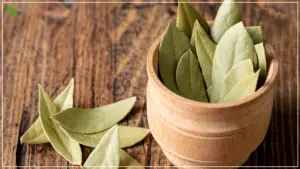 Read more about the article সুন্দর ত্বক ও চুল পেতে তেজ পাতার উপকারিতা