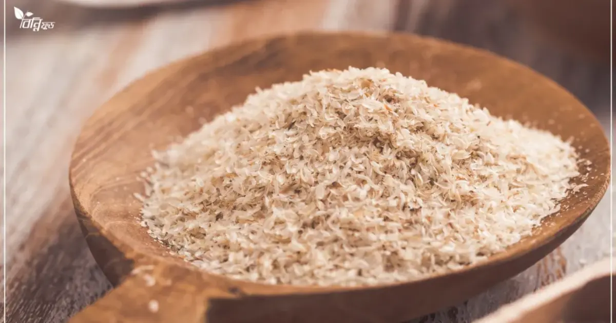 ইসবগুলের ভুসি খাওয়ার উপকারিতা ও খাওয়ার নিয়ম